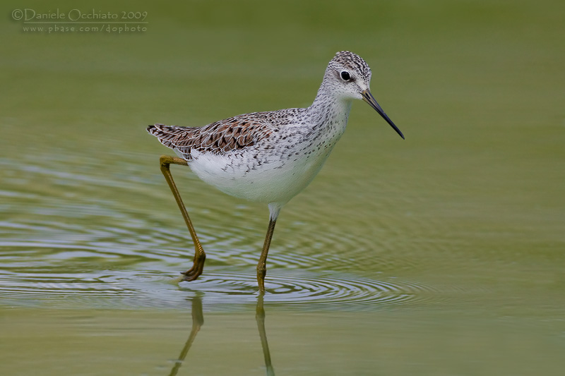 Marsh Sandpiper (Tringa stagnatilis)