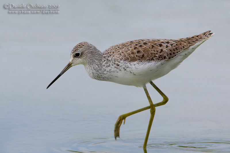 Marsh Sandpiper (Tringa stagnatilis)