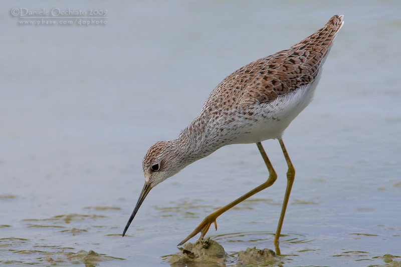 Marsh Sandpiper (Tringa stagnatilis)