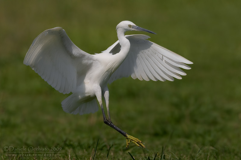 Little Egret (Egretta garzetta)