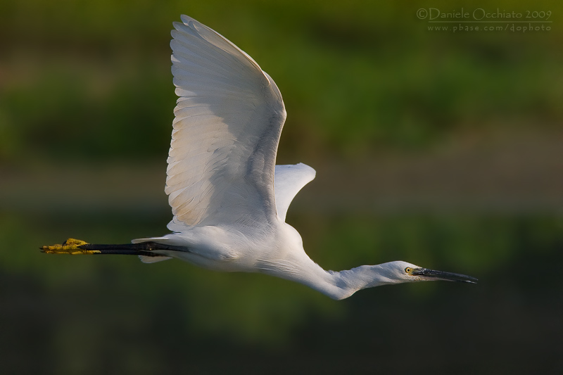 Little Egret (Egretta garzetta)