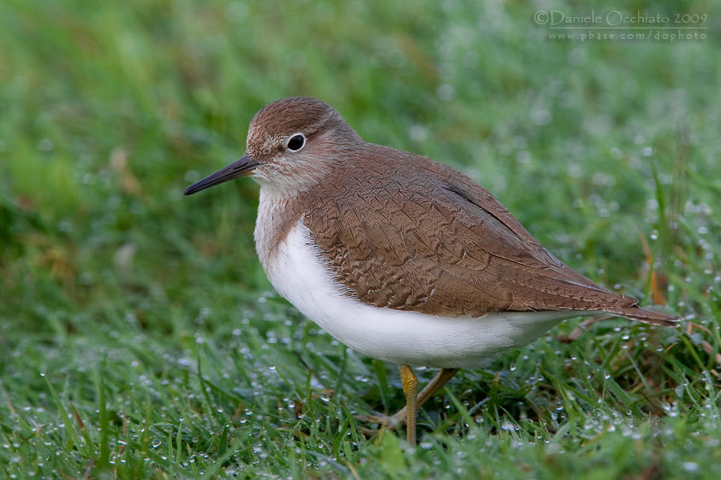 Common Sandpiper (Actitis hypoleucos)