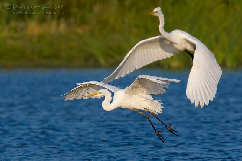 Great White Egret (Casmerodius albus)