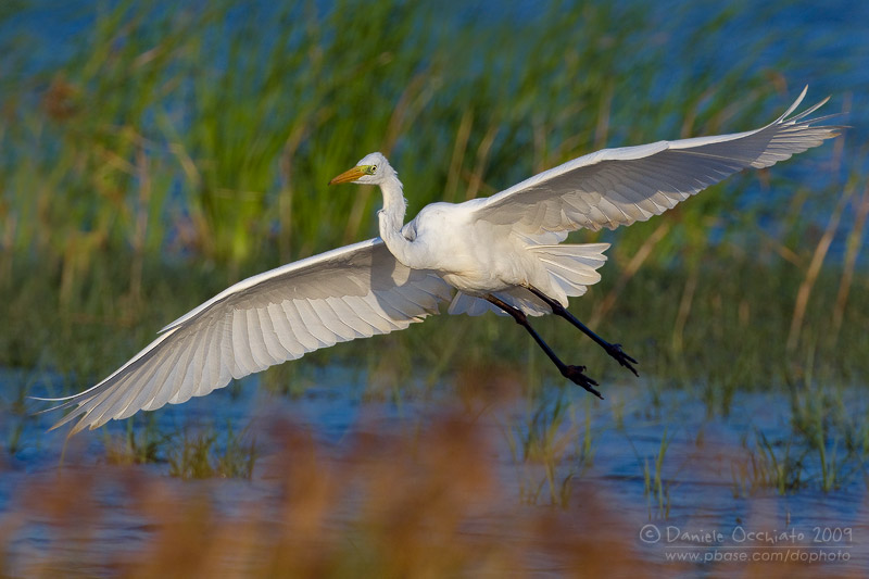 Great White Egret (Casmerodius albus)