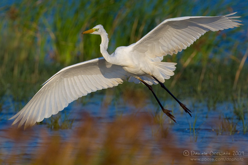 Great White Egret (Casmerodius albus)
