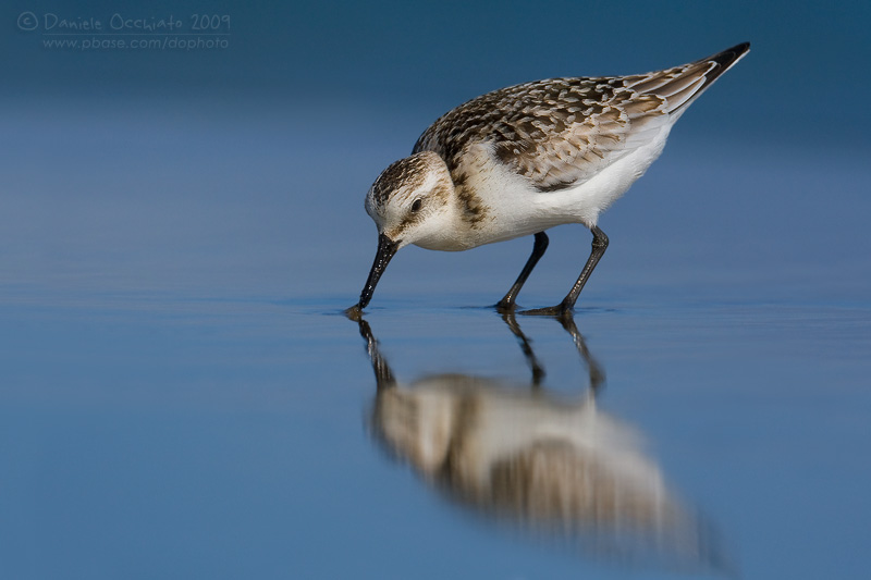 Sanderling (Calidris alba)
