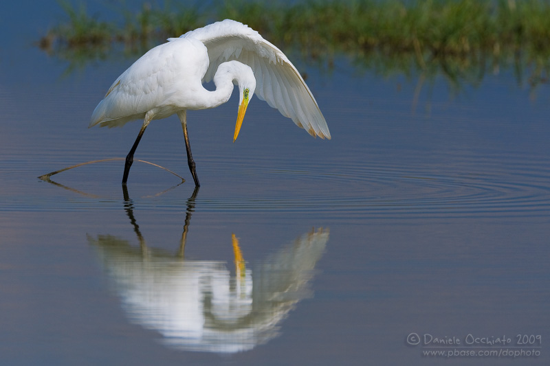 Great White Egret (Casmerodius albus)