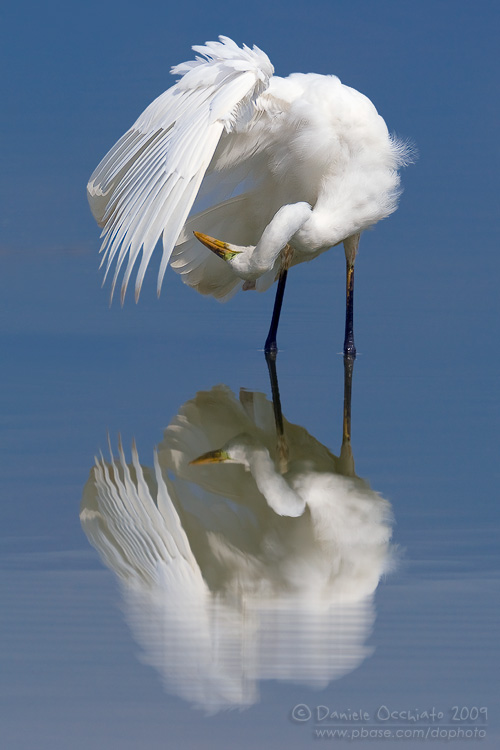 Great White Egret (Casmerodius albus)