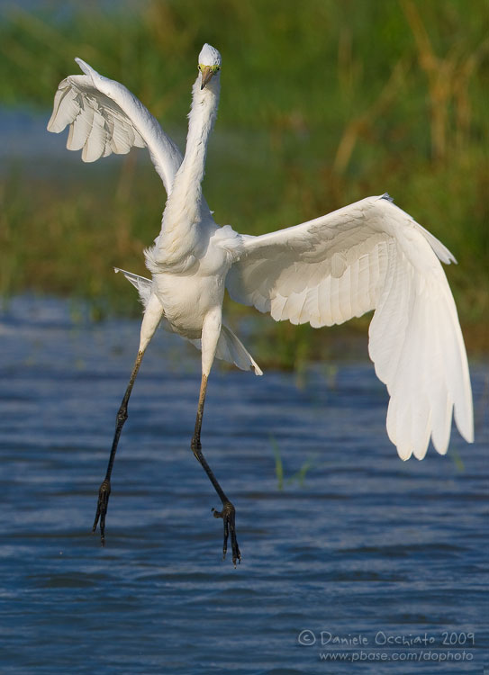 Great White Egret (Casmerodius albus)