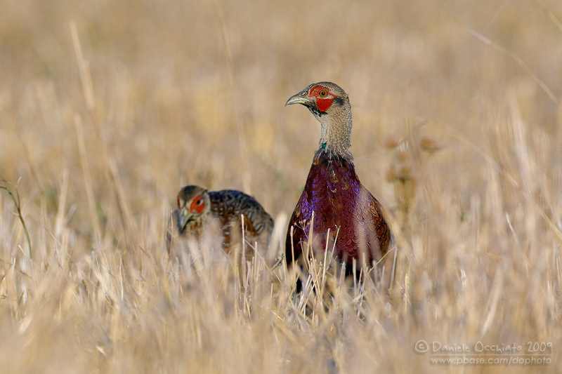 Common Pheasant (Phasianus colchicus)