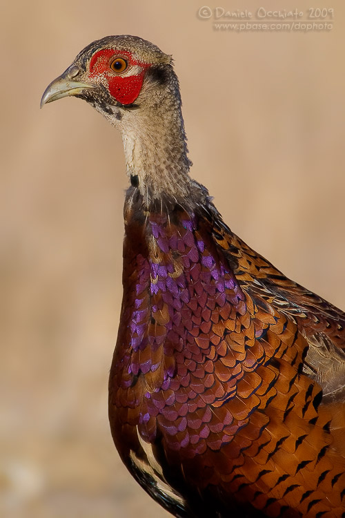 Common Pheasant (Phasianus colchicus)