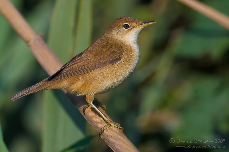 Eurasian Reed Warbler (Acrocephalus scirpaceus)