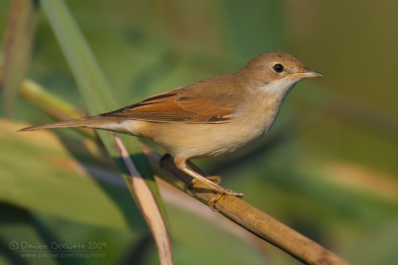 Common Whitethroat (Sylvia communis)