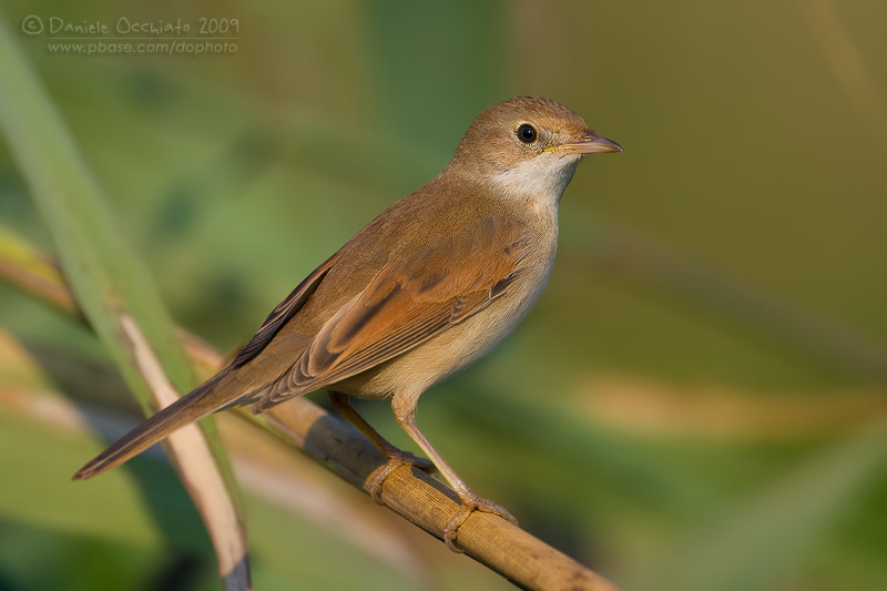 Common Whitethroat (Sylvia communis)
