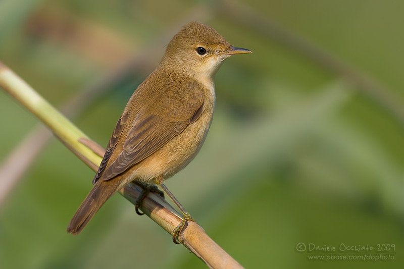 Eurasian Reed Warbler (Acrocephalus scirpaceus)
