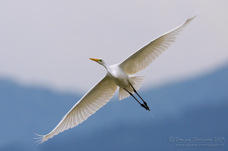 Great White Egret (Casmerodius albus)