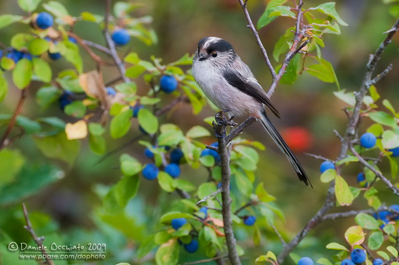 Long-tailed Tit (Aegithalos caudatus ssp italiae)