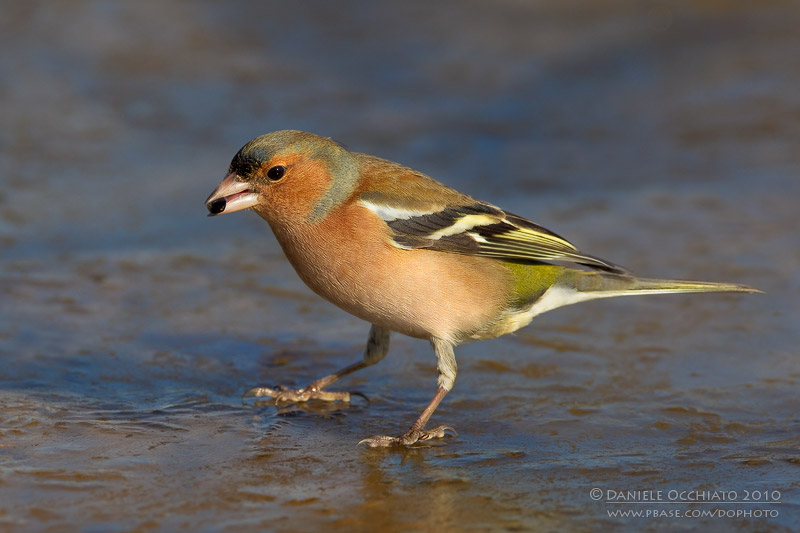 Chaffinch (Fringilla coelebs)