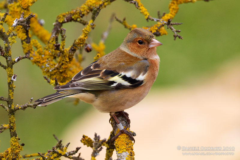 Chaffinch (Fringilla coelebs)