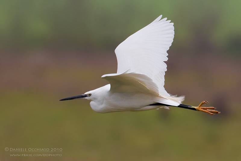 Little Egret (Egretta garzetta)