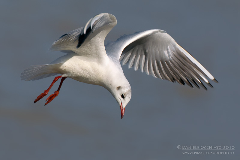 Common Black-headed Gull (Croicocephalus ridibundus)
