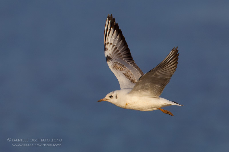 Common Black-headed Gull (Croicocephalus ridibundus)