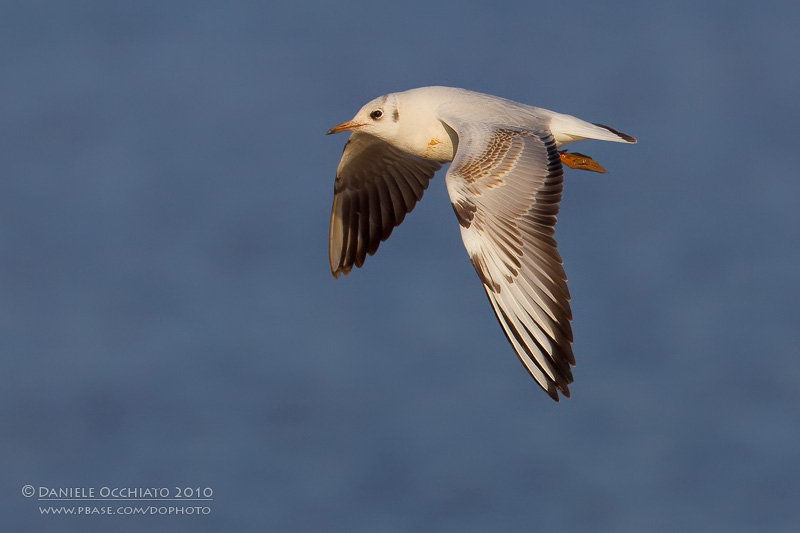 Common Black-headed Gull (Croicocephalus ridibundus)