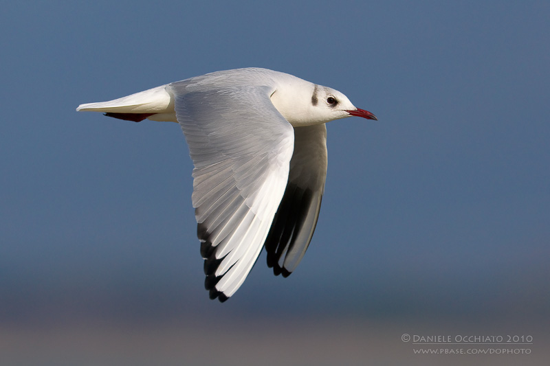 Common Black-headed Gull (Croicocephalus ridibundus)