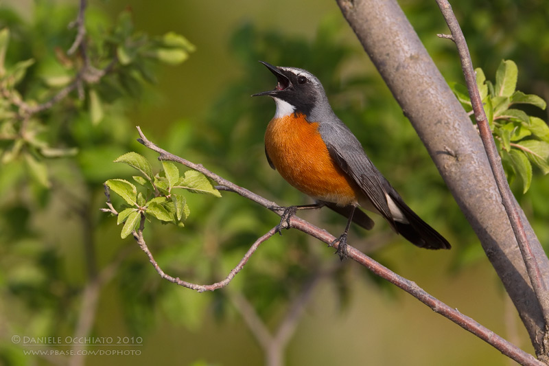 White-throated Robin (Irania gutturalis)