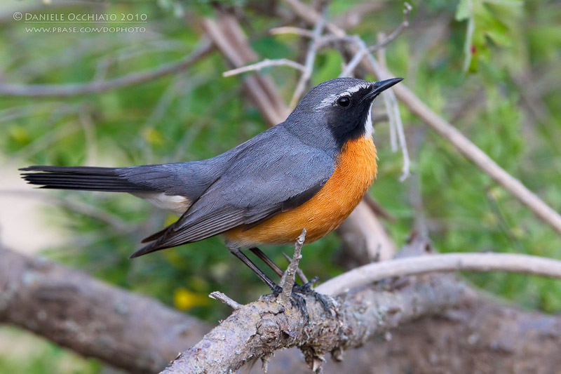 White-throated Robin (Irania gutturalis)