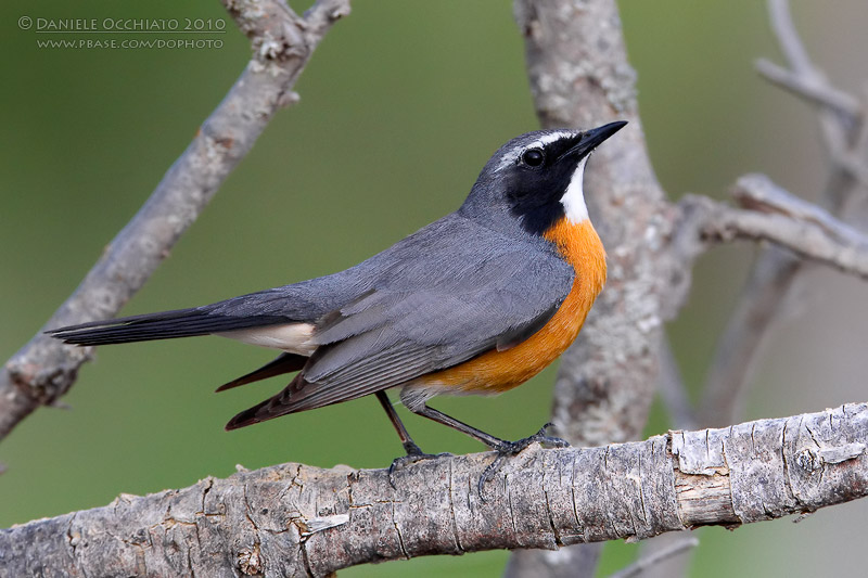 White-throated Robin (Irania gutturalis)