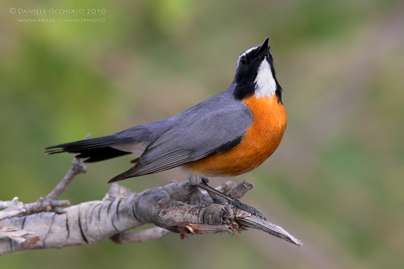 White-throated Robin (Irania gutturalis)