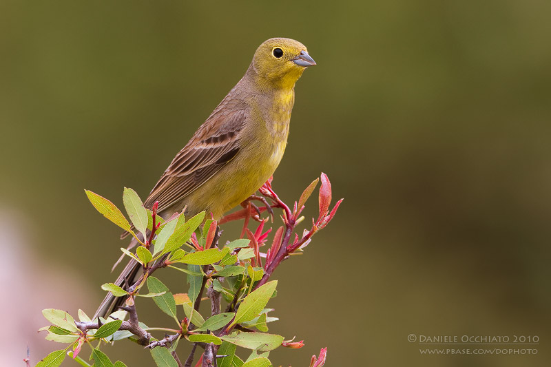 Cinereous Bunting (Emberiza cineracea ssp semenowi)