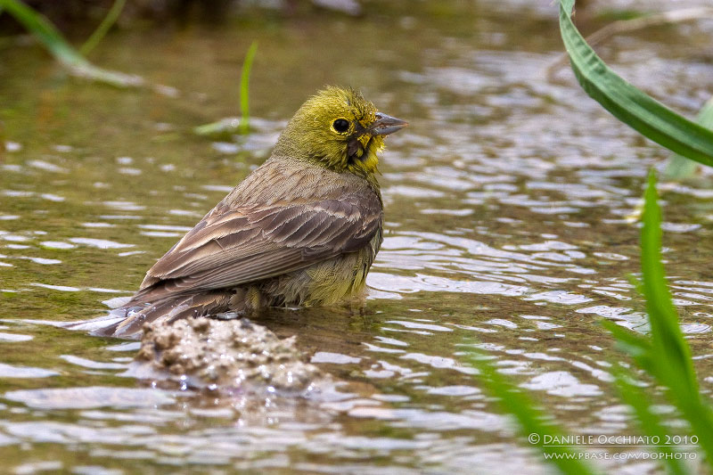 Cinereous Bunting (Emberiza cineracea ssp semenowi)