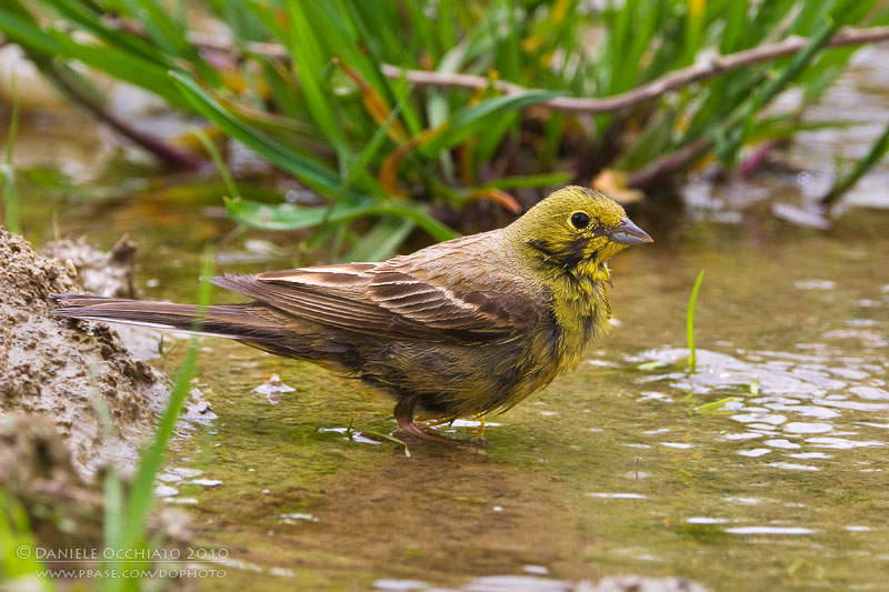 Cinereous Bunting (Emberiza cineracea ssp semenowi)