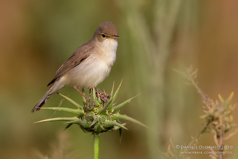 Olivaceous Warbler (Hippolais pallida ssp tamariceti)