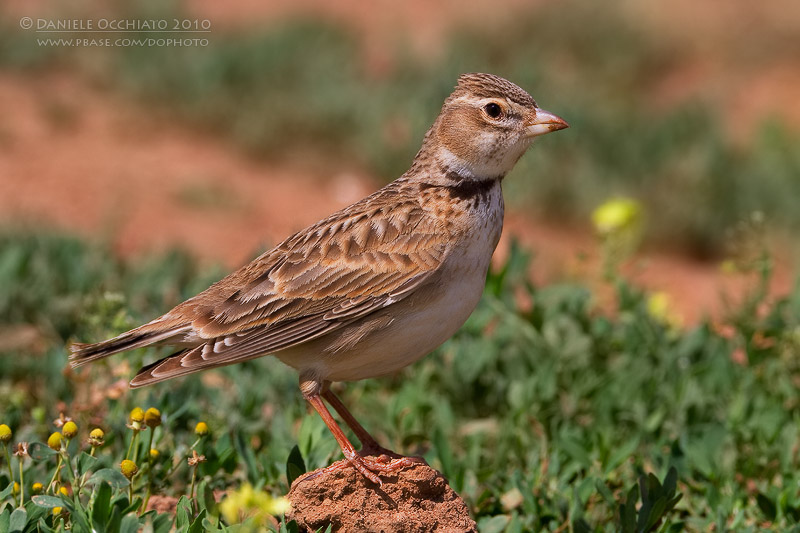 Calandra Lark (Melanocorypha calandra ssp hebraica)