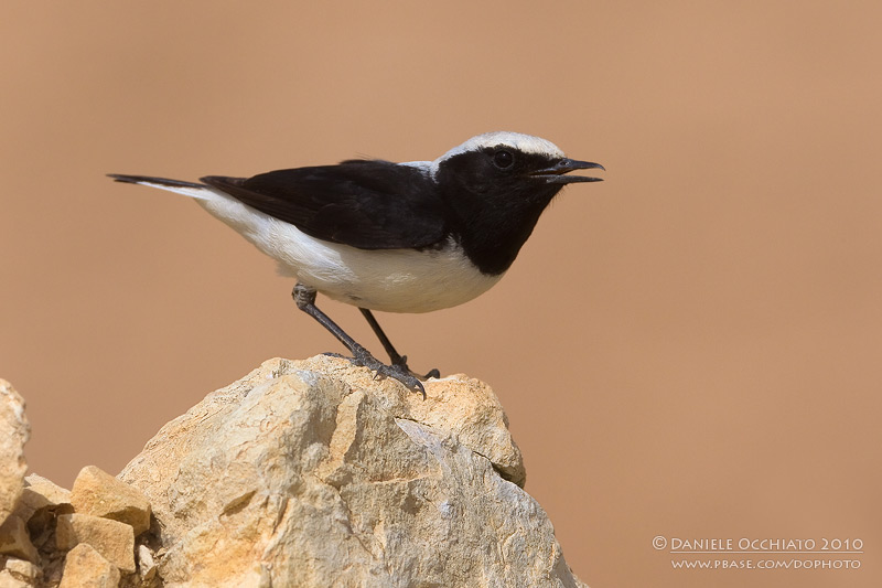 Finschs Wheatear (Oenanthe finschii)