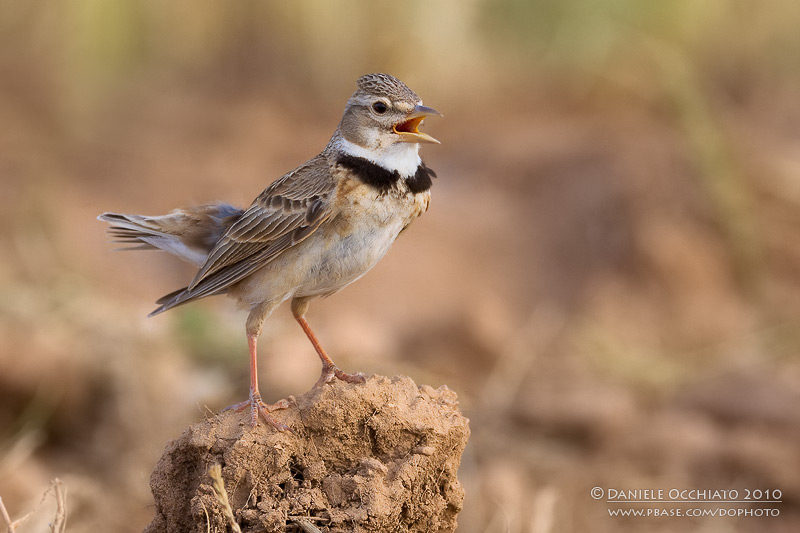 Calandra Lark (Melanocorypha calandra ssp hebraica)