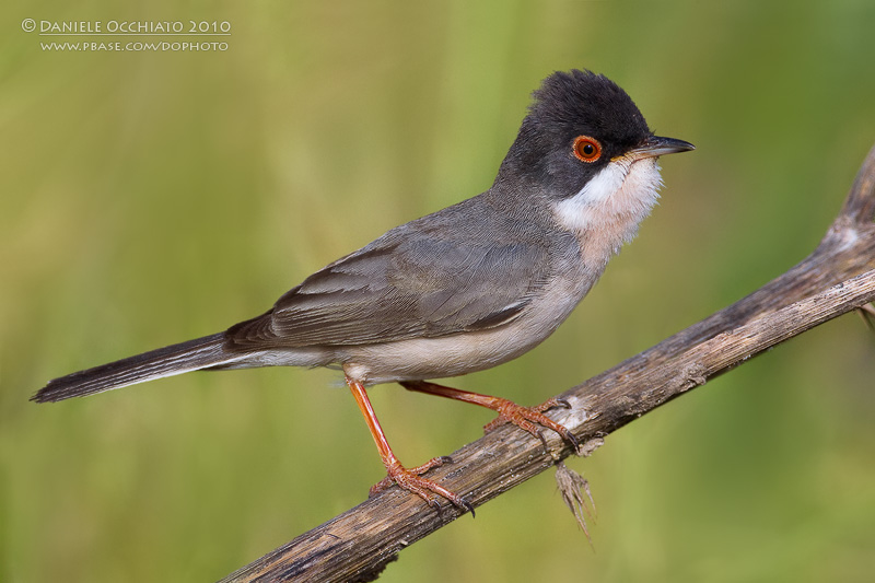 Mntriess Warbler (Sylvia mystacea ssp rubescens)