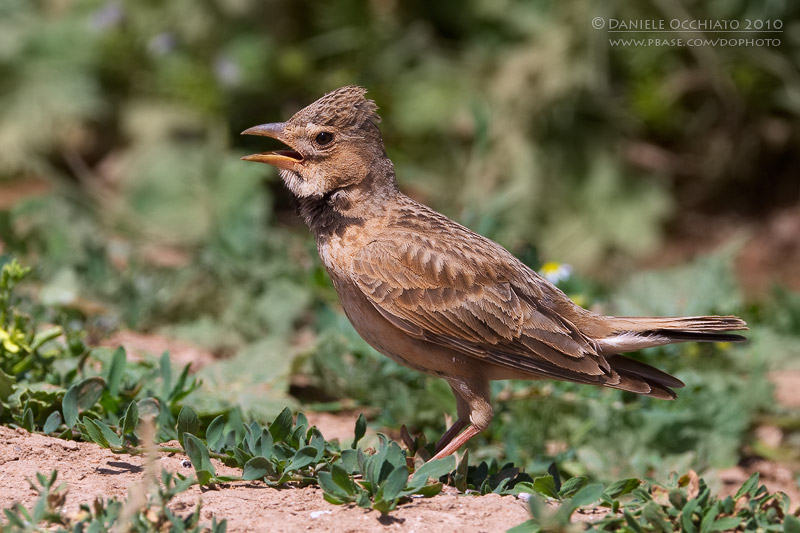 Calandra Lark (Melanocorypha calandra ssp hebraica)