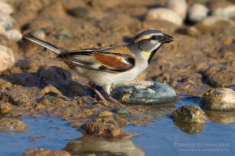 Dead Sea Sparrow (Passer moabiticus ssp mesopotamicus)
