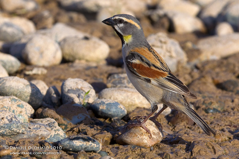 Dead Sea Sparrow (Passer moabiticus ssp mesopotamicus)