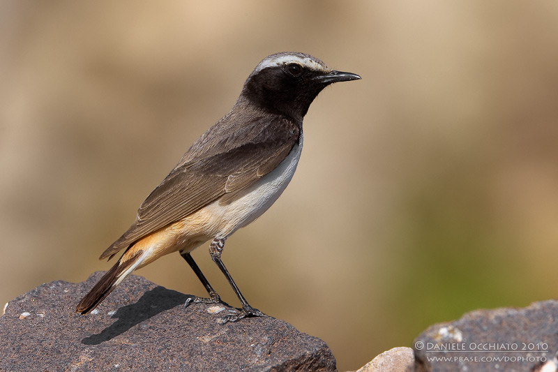 Kurdish Wheatear (Oenanthe xanthoprymna)