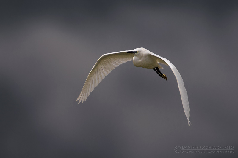 Little Egret (Egretta garzetta)