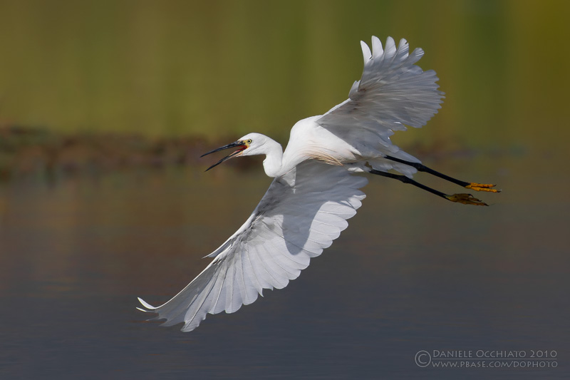 Little Egret (Egretta garzetta)