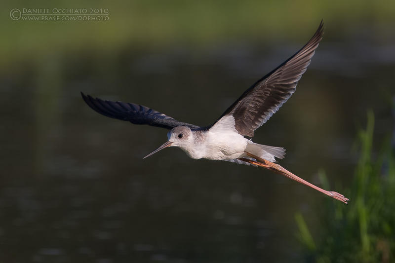 Black-winged Stilt (Himantopus himantopus)