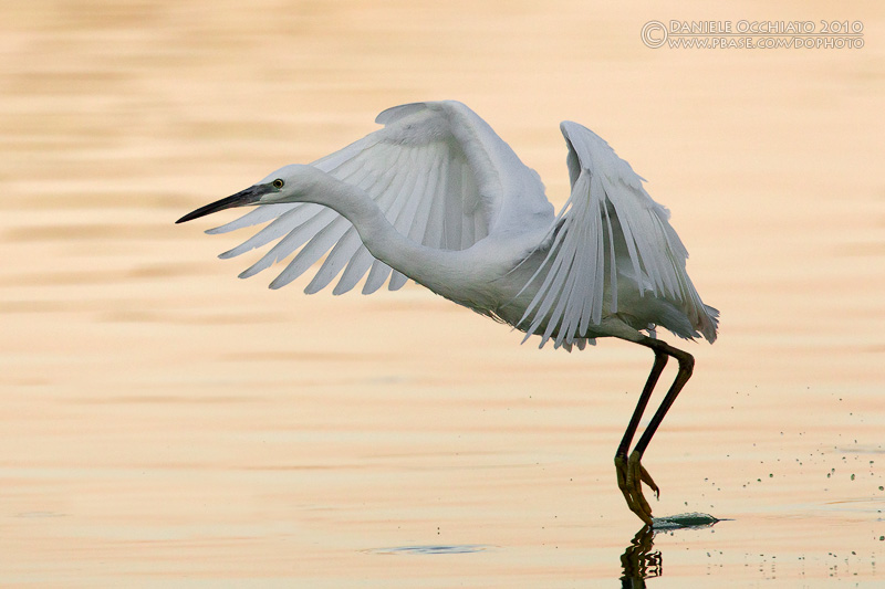 Little Egret (Egretta garzetta)