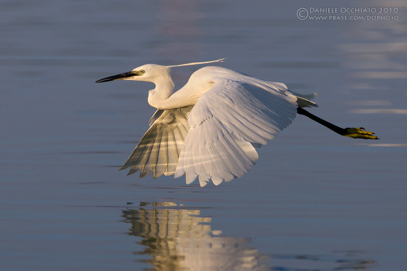 Little Egret (Egretta garzetta)