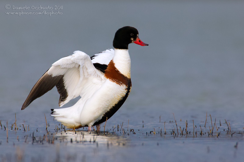 Shelduck (Tadorna tadorna)